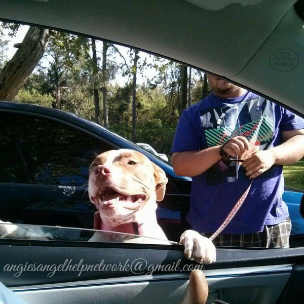 Driving With Dogs Driving With Dogs