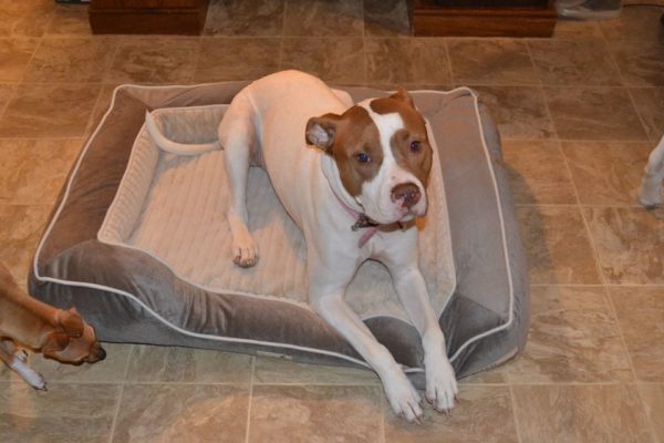 TrustyPup Bed Review