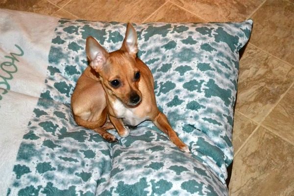 Cafe Press Makes Beautiful Personalized Dog Beds 