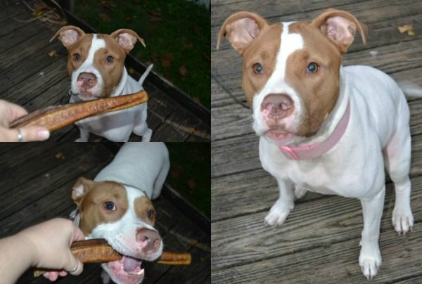  Wag Haus Ultra Premium Thick Bully Sticks For Dogs