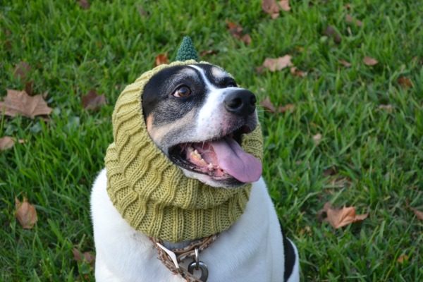 Zoo Snoods Will Keep Your Fur Babies Warm This Winter 