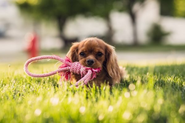 4 Steps it Takes to Run a Successful Doggie Day Care