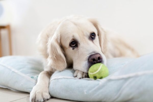 Reasons to Consider Indestructible Dog Beds