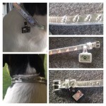 LazyBonezz Pet Collar