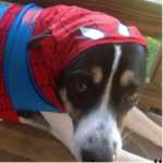 PetSmart Spooktacular Pet Costumes