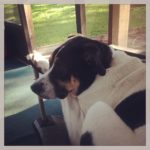 Five Tips for Finding the Right Vet