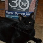 Simple Solution 30 Day Cat Litter Review