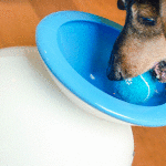 The Toy Your Dog Will Love - iFetch Review