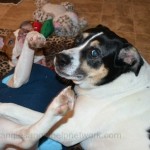 Help Dog Owners And Dog Neighbors Everywhere Appreciate Pets