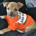 Before Buying a Puppy - Read This