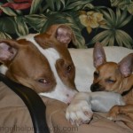 4 Facts about 4th of July & Your Pets