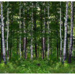 Don't Let Dying Trees Attract Pests To Your Yard, Effective Tree Removal Gets The Job Done