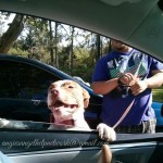Driving With Dogs
