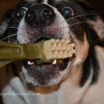 My Furry Kids LOVE Whimzees Dental Chews