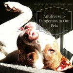 Antifreeze is Dangerous to Our Pets