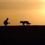How to Handle a Pet Emergency Abroad
