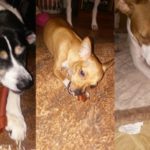 Choose SmartBones a Safer Alternative to Rawhide