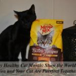 Happy Healthy Cat Month: Show the World That You and Your Cat Are Purrfect Together