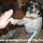 Bacon: Man's Best Friend's Best Friend #woofyeah