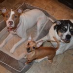 TrustyPup Bed Review