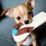 Why Crate Train a Puppy