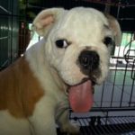 How To Crate Train A Puppy In 5 Easy Steps