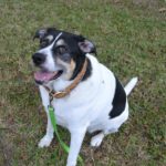 Healthy Dogs Are Happy Dogs