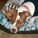 Cafe Press Makes Beautiful Personalized Dog Beds