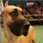 Do you have a Large Dog? You Need a Large Breed Bed That Is Travel-Ready