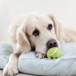 Reasons to Consider Indestructible Dog Beds