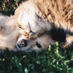 The Benefits of Owning a Pet Business