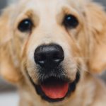 7 Ways Multivitamins Can Be Beneficial To Your Dog