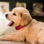 How to Housebreak a Puppy—4 Tips that Actually Work