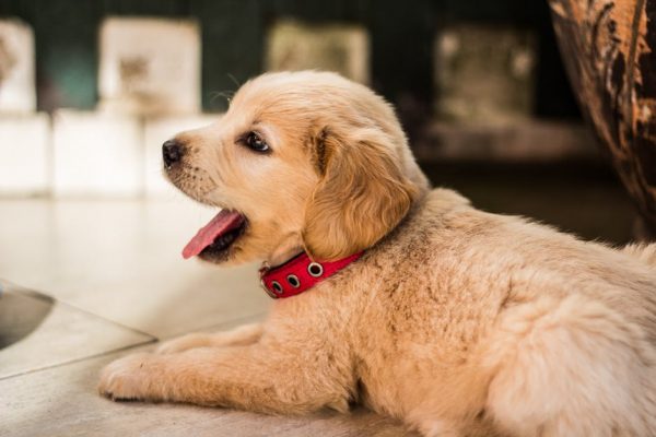 How to Housebreak a Puppy—4 Tips that Actually Work