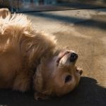 Ways to Get Rid of Pet's Hair at Home