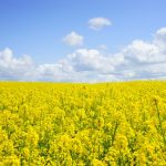 Protect Your Paint Job From Pollen Damage