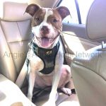 How to Keep Dogs Cool in The Car