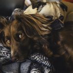 How to Deal with Pet Hair in Your Home?