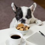 Why Getting the Right Dog Food is Important