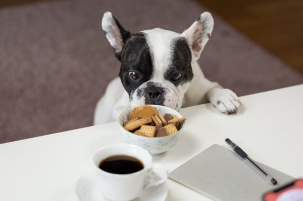 Why Getting the Right Dog Food is Important 